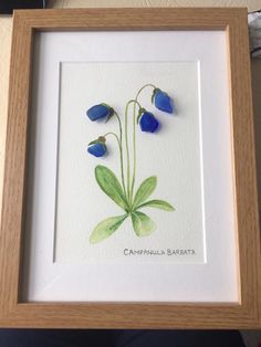 a watercolor painting of blue flowers on white paper in a wooden frame with the words campbellia barbatta