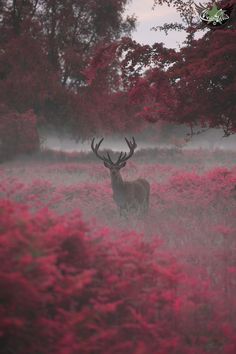 a deer standing in the middle of a field with red flowers on it's side