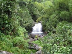 a small waterfall surrounded by lush green trees