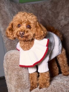 Chip Regenerative Wool Dog Sweater Sundried Tomato, Dog Jumpers, Dog Sweater, Ruffle Collar, Indian Ocean