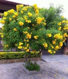 a tree with yellow flowers in a square planter