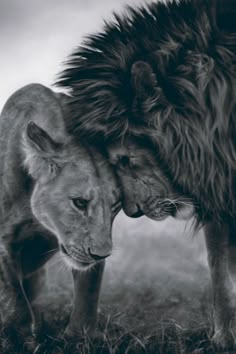 a lion and a lioness face to face with the caption, a king only bows down to his queen