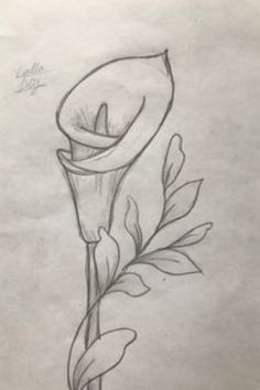 a pencil drawing of a single flower