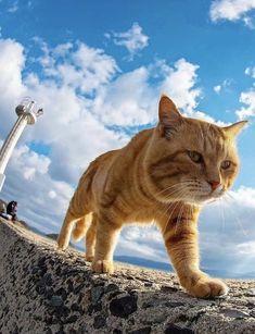 an orange cat walking on top of a stone wall next to a sky background with clouds