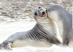 two gray seal puppies playing with each other