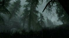 a dark forest filled with lots of trees and grass covered in foggy misty weather