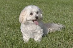 a small white dog sitting in the grass