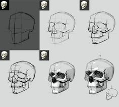 several different views of the human skull with various angles and facial features, including one showing the lower half of the head