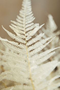 a close up view of a white plant