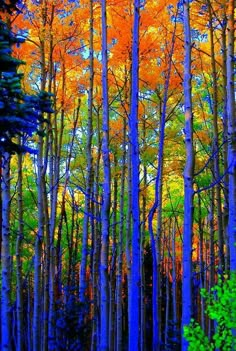 the trees are changing colors in the forest