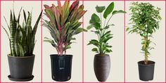 there are many different types of plants in the potted planters on this page