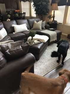 two dogs are standing in the living room