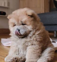 a small brown dog laying on top of a wooden floor