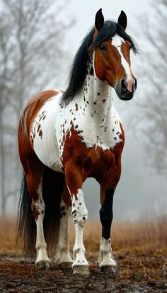 Horned Animals, Horse Anatomy, Fantasy Horses, Most Beautiful Animals, Pretty Horses, Horse Love, Animal Kingdom, Animals Beautiful