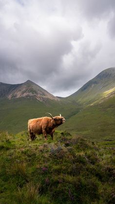 a brown cow standing on top of a lush green hillside