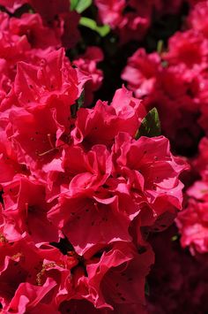 pink flowers are blooming in the garden with green leaves on them and red petals