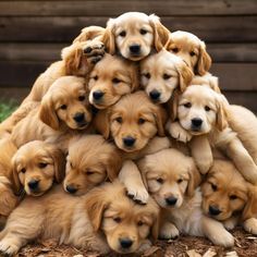 a pile of puppies sitting on top of each other