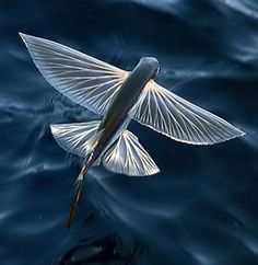 a bird flying over the water with its wings spread