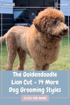 the goldendoodle dog cut and more dog grooming styles click for more info