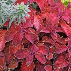 some red and green plants are growing together