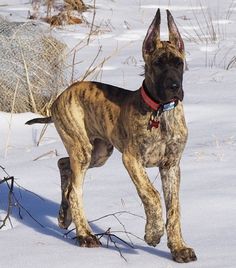 a large brown dog standing in the snow