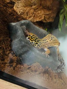 a leopard gecko sitting on top of a rock