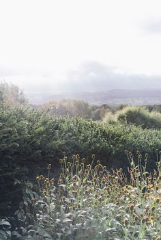 a field full of tall grass with a quote written in spanish on the top right corner