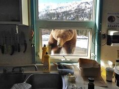 a brown bear standing in front of a window next to a sink and counter top