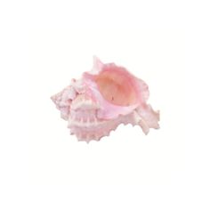 a pink sea shell on a white background