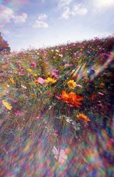 the sun shines brightly over a field full of flowers