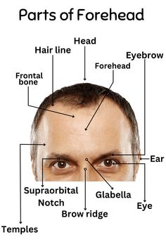 Parts of Forehead Names in English - Learn English Vocabulary with Educational Infographics English 101, Picture Vocabulary, Urdu Language, Pencil Drawings Of Girls, English Phonics, Learn Arabic