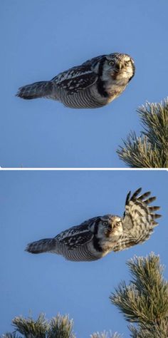 two pictures of an owl flying through the air