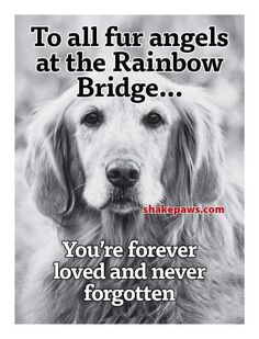 Saying Goodbye To A Pet Quotes, Saying Goodbye To Pets Dogs, Dogs Go To Heaven Quotes, Dog Angel Quotes, Rest In Peace Dog Quotes Pets, Dog Quotes Love, Dog Heaven