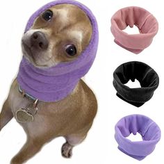 a dog wearing a purple scarf around its neck