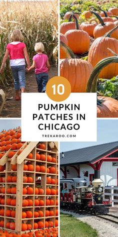 10 Terrific Pumpkin Patches in Chicago Chicago With Kids, Midwest Travel Destinations, Chicago Metro, Midwest Vacations, Road Trip Across America, Illinois Travel, Hay Rides, Best Pumpkin Patches, Silver Dollar City