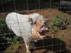 a pig that is sticking its tongue out behind a fence with other pigs in the background