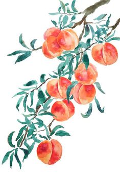 watercolor painting of peaches on a branch with leaves