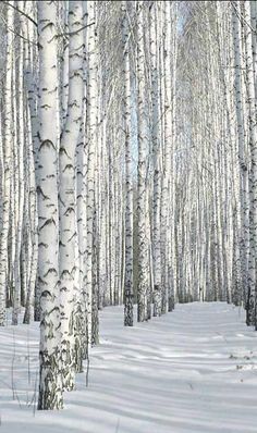 a snow covered forest filled with lots of tall white trees next to eachother