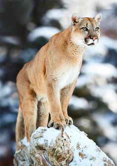 a mountain lion standing on top of a rock