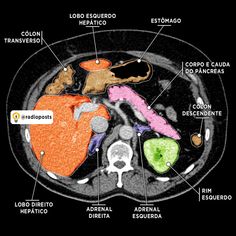 the anatomy of the human heart and its major functions, including an occipitus