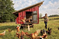 a woman standing in front of a red barn surrounded by chickens