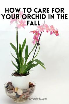 a potted plant with pink orchids in it and the words how to care for your orchid in the fall