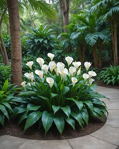 white flowers are in the middle of a garden