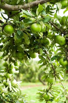 an apple tree with green apples hanging from it's branches in the sun on a sunny day