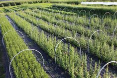 rows of green plants in an open field