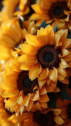 a bunch of sunflowers with water droplets on them