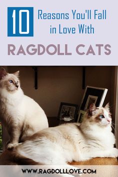 two cats sitting on top of a table next to each other with the caption 10 reason you'll fall in love with ragoll cats