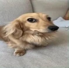 a dog is sitting on the couch and looking at something in front of its face