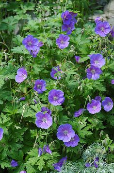 purple flowers growing in the middle of green leaves and plants next to eachother