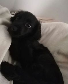 a small black dog laying on top of a white bed covered in sheets and blankets